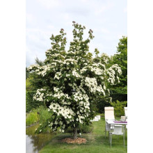 Дерен Коуза китайський | Cornus cousa Chinensis | Дерен Коуза китайський