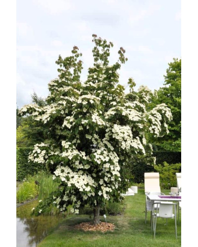 Дерен Коуза китайський | Cornus cousa Chinensis | Дерен Коуза китайський