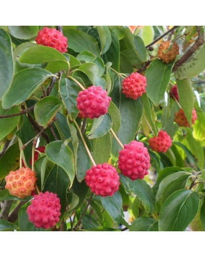 Дерен Коуза китайський | Cornus cousa Chinensis | Дерен Коуза китайський