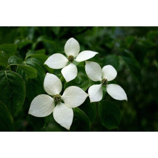 Дерен Коуза китайський | Cornus cousa Chinensis | Дерен Коуза китайський