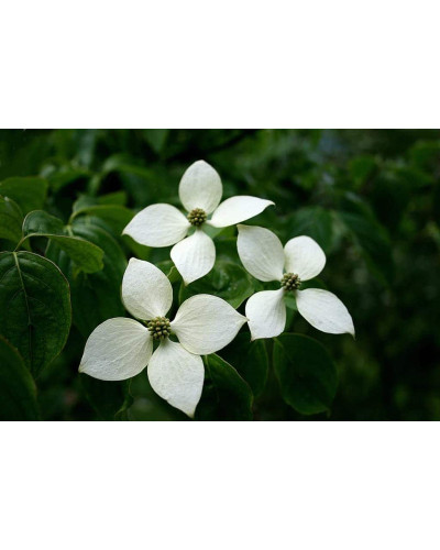 Дерен Коуза китайський | Cornus cousa Chinensis | Дерен Коуза китайський