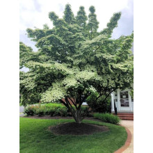 Дерен Коуза китайський | Cornus cousa Chinensis | Дерен Коуза китайський