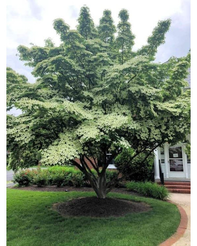 Дерен Коуза китайський | Cornus cousa Chinensis | Дерен Коуза китайський