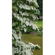 Дерен Коуза китайський | Cornus cousa Chinensis | Дерен Коуза китайський