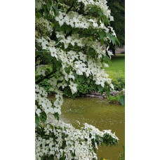Дерен Коуза китайський | Cornus cousa Chinensis | Дерен Коуза китайський