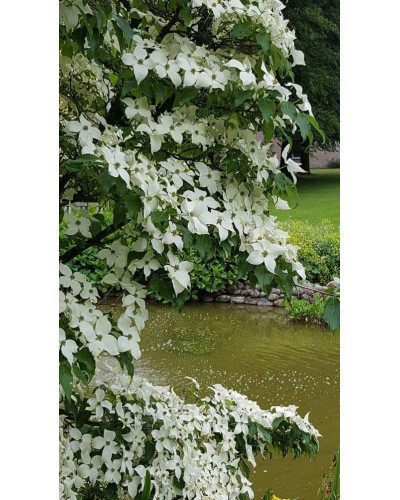 Дерен Коуза китайський | Cornus cousa Chinensis | Дерен Коуза китайський