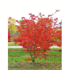 Дерен Коуза китайський | Cornus cousa Chinensis | Дерен Коуза китайський