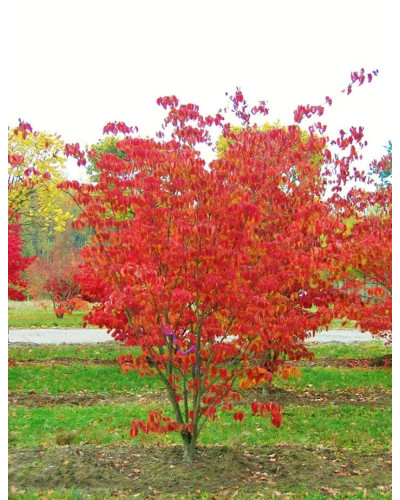 Дерен Коуза китайський | Cornus cousa Chinensis | Дерен Коуза китайський