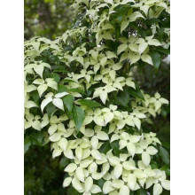 Дерен Коуза китайський | Cornus cousa Chinensis | Дерен Коуза китайський