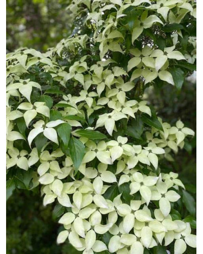 Дерен Коуза китайський | Cornus cousa Chinensis | Дерен Коуза китайський