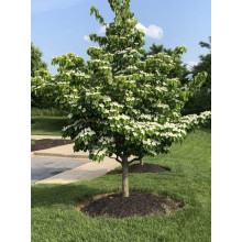 Дерен Коуза китайський | Cornus cousa Chinensis | Дерен Коуза китайський