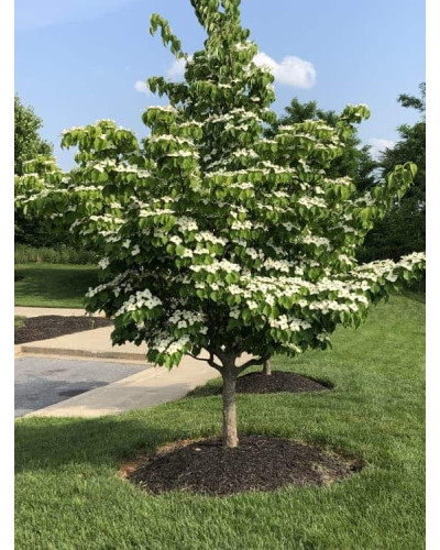 Дерен Коуза китайський | Cornus cousa Chinensis | Дерен Коуза китайський