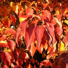 Дерен Коуза китайський | Cornus cousa Chinensis | Дерен Коуза китайський