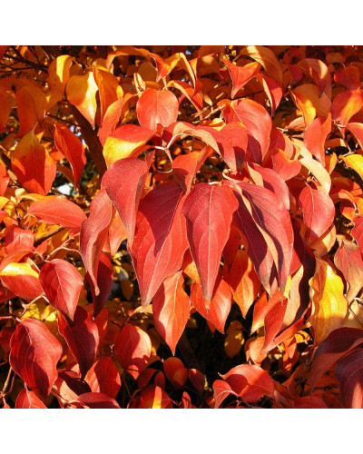 Дерен Коуза китайський | Cornus cousa Chinensis | Дерен Коуза китайський