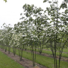 Дерен Коуза китайський | Cornus cousa Chinensis | Дерен Коуза китайський