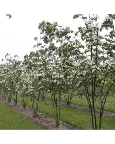 Дерен Коуза китайський | Cornus cousa Chinensis | Дерен Коуза китайський