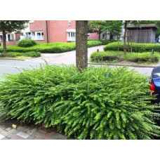 Жимолость шапкова | Lonicera pileata | Жимолость шапочная