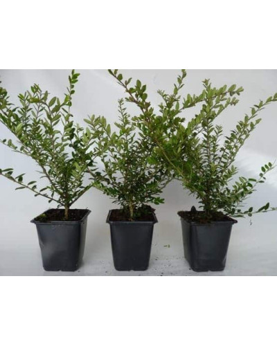 Жимолость шапкова | Lonicera pileata | Жимолость шапочная