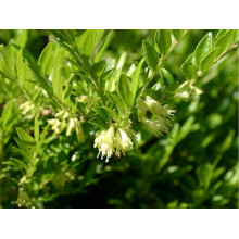 Жимолость шапкова | Lonicera pileata | Жимолость шапочная