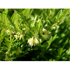 Жимолость шапкова | Lonicera pileata | Жимолость шапочная
