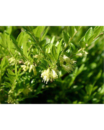 Жимолость шапкова | Lonicera pileata | Жимолость шапочная