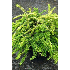 Жимолость шапкова Голден Глоу | Lonicera pileata `Golden Glow` | Жимолость шапочная Golden Glow