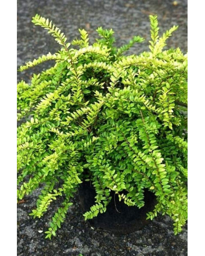 Жимолость шапкова Голден Глоу | Lonicera pileata `Golden Glow` | Жимолость шапочная Golden Glow