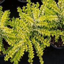 Жимолость шапкова Голден Глоу | Lonicera pileata `Golden Glow` | Жимолость шапочная Golden Glow