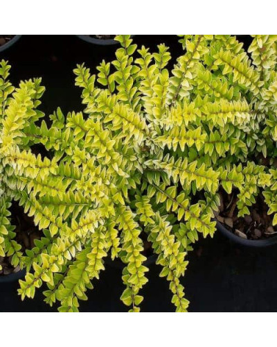 Жимолость шапкова Голден Глоу | Lonicera pileata `Golden Glow` | Жимолость шапочная Golden Glow