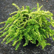 Жимолость шапкова Голден Глоу | Lonicera pileata `Golden Glow` | Жимолость шапочная Golden Glow