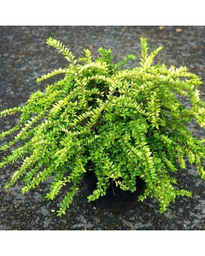 Жимолость шапкова Голден Глоу | Lonicera pileata `Golden Glow` | Жимолость шапочная Golden Glow