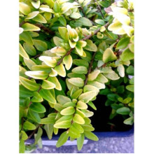 Жимолость шапкова Голден Глоу | Lonicera pileata `Golden Glow` | Жимолость шапочная Golden Glow