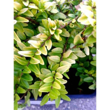 Жимолость шапкова Голден Глоу | Lonicera pileata `Golden Glow` | Жимолость шапочная Golden Glow