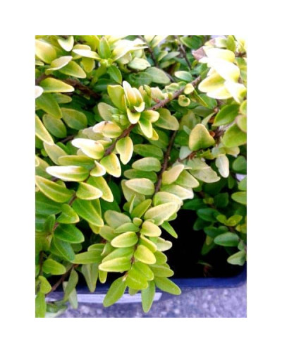 Жимолость шапкова Голден Глоу | Lonicera pileata `Golden Glow` | Жимолость шапочная Golden Glow