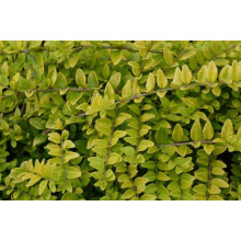 Жимолость шапкова Голден Глоу | Lonicera pileata `Golden Glow` | Жимолость шапочная Golden Glow