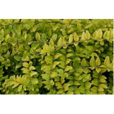 Жимолость шапкова Голден Глоу | Lonicera pileata `Golden Glow` | Жимолость шапочная Golden Glow