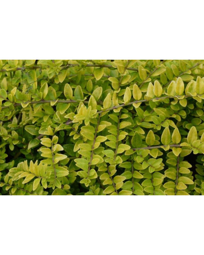 Жимолость шапкова Голден Глоу | Lonicera pileata `Golden Glow` | Жимолость шапочная Golden Glow