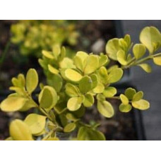 Жимолость шапкова Голден Глоу | Lonicera pileata `Golden Glow` | Жимолость шапочная Golden Glow