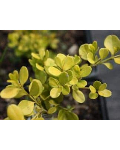 Жимолость шапкова Голден Глоу | Lonicera pileata `Golden Glow` | Жимолость шапочная Golden Glow