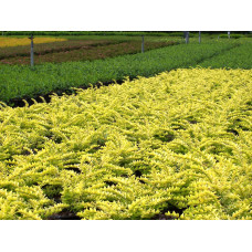 Жимолость шапкова Голден Глоу | Lonicera pileata `Golden Glow` | Жимолость шапочная Golden Glow