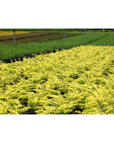 Жимолость шапкова Голден Глоу | Lonicera pileata `Golden Glow` | Жимолость шапочная Golden Glow