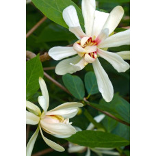 Калікант Венус | Каликант Венус | Calycanthus ’Venus’