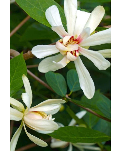 Калікант Венус | Каликант Венус | Calycanthus ’Venus’