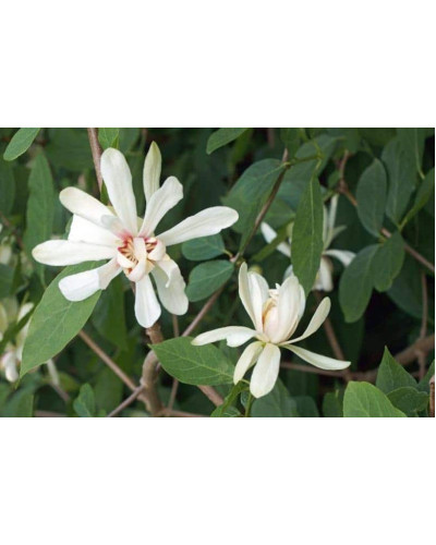 Калікант Венус | Каликант Венус | Calycanthus ’Venus’