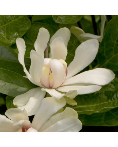 Калікант Венус | Каликант Венус | Calycanthus ’Venus’