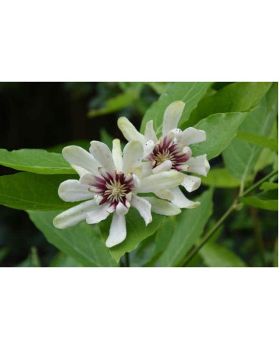 Калікант Венус | Каликант Венус | Calycanthus ’Venus’