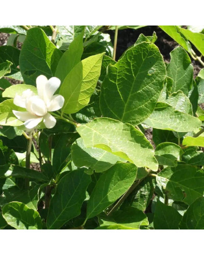 Калікант Венус | Каликант Венус | Calycanthus ’Venus’