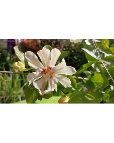 Калікант Венус | Каликант Венус | Calycanthus ’Venus’