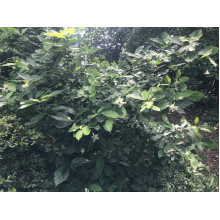 Калікант Венус | Каликант Венус | Calycanthus ’Venus’