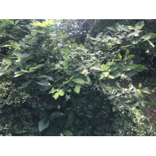 Калікант Венус | Каликант Венус | Calycanthus ’Venus’